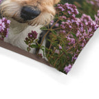 Pet Bed – Plush Dog Bed, 3 Size Options