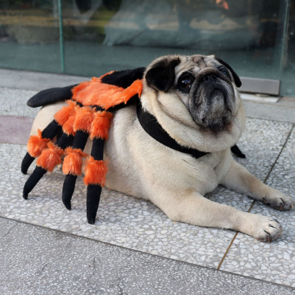Pet Clothes Halloween Spider Pet Costume